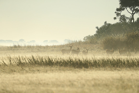 Morning mist in Kafue NP