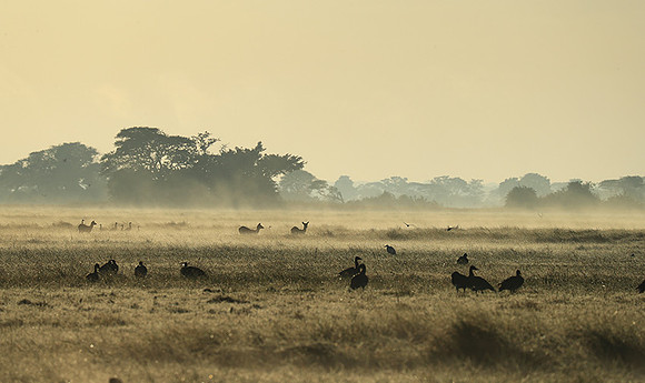 Morning mist in Kafue NP