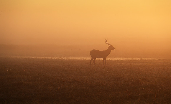 Morning mist in Kafue NP