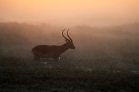 Morning mist in Kafue NP