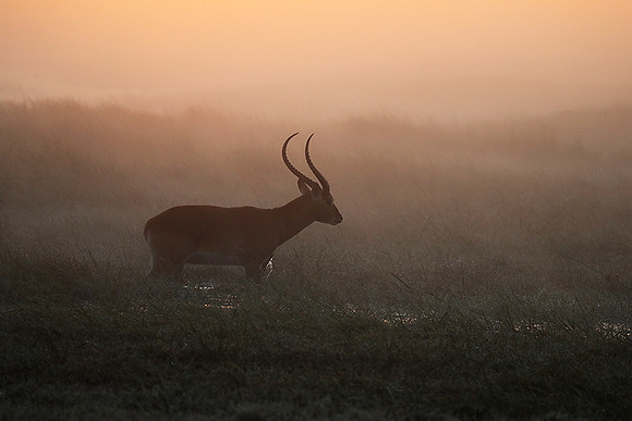 Morning mist in Kafue NP