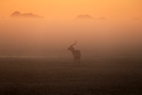 Morning mist in Kafue NP