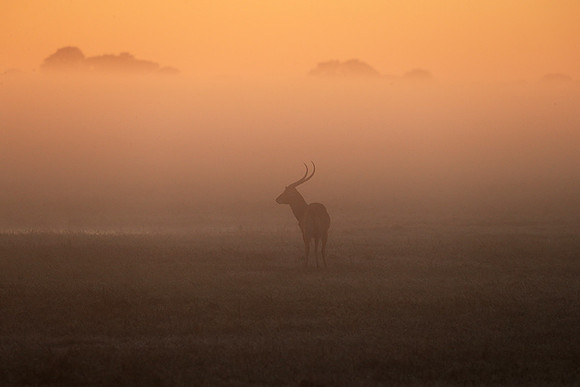 Morning mist in Kafue NP