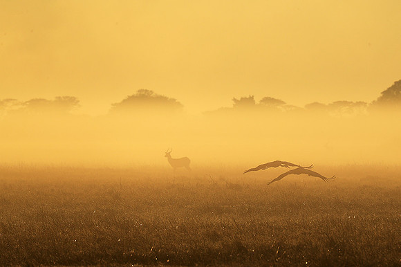 Morning mist in Kafue NP