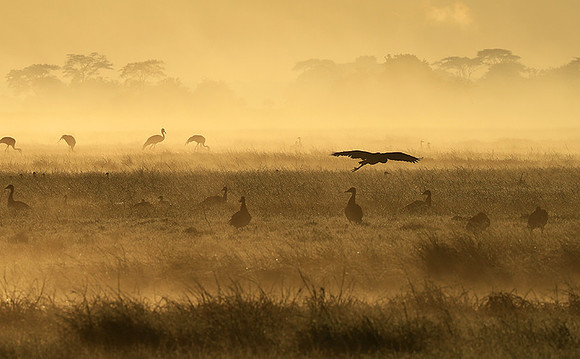 Morning mist - Kafue NP