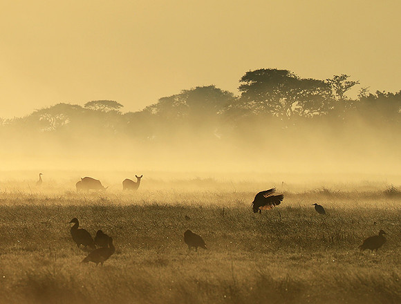 Morning mist - Kafue NP