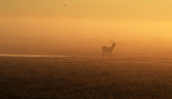 Morning mist in Kafue NP