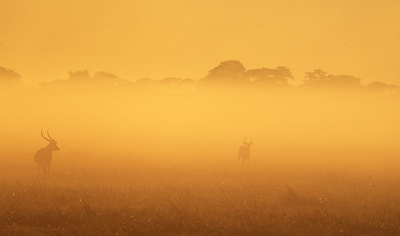 Morning mist in Kafue NP