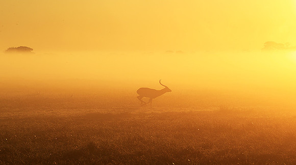 Morning mist in Kafue NP