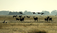 Morning mist in Kafue NP