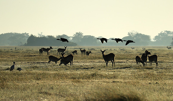 Morning mist in Kafue NP