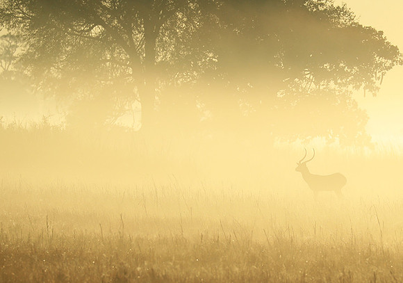 Morning mist in Kafue NP