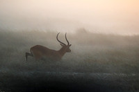 Morning mist in Kafue NP