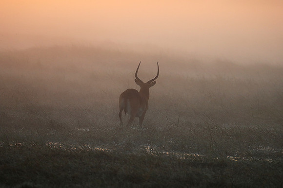 Morning mist in Kafue NP