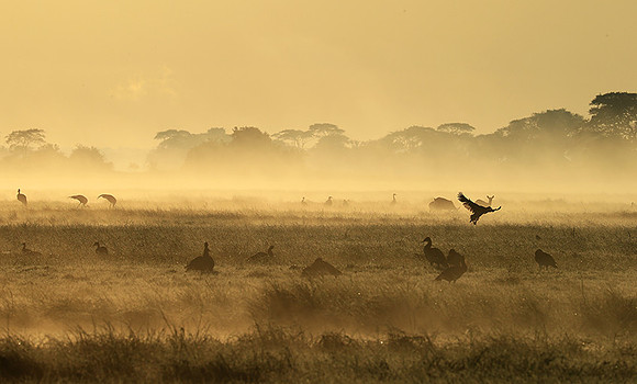 Morning mist - Kafue NP