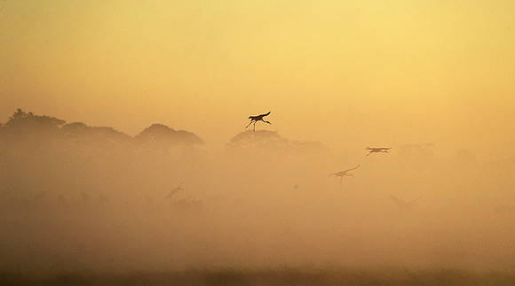 Morning mist in Kafue NP