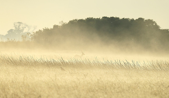 Morning mist in Kafue NP