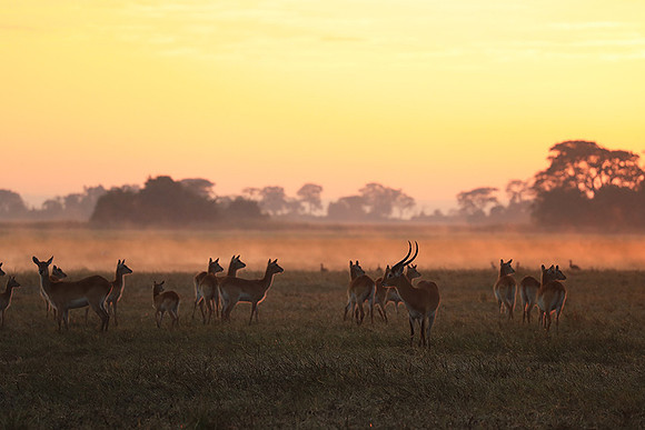 Morning mist in Kafue NP