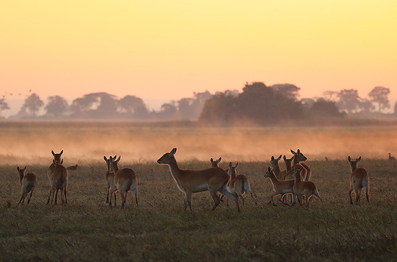 Morning mist in Kafue NP