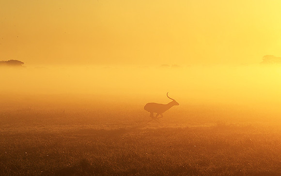 Morning mist in Kafue NP