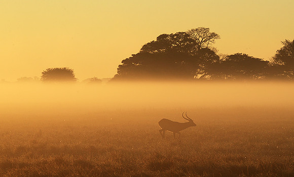 Morning mist in Kafue NP