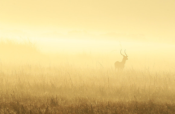Morning mist in Kafue NP