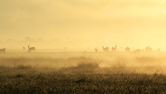 Morning mist - Kafue NP