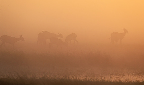 Morning mist in Kafue NP
