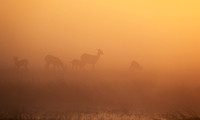 Morning mist in Kafue NP