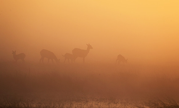 Morning mist in Kafue NP