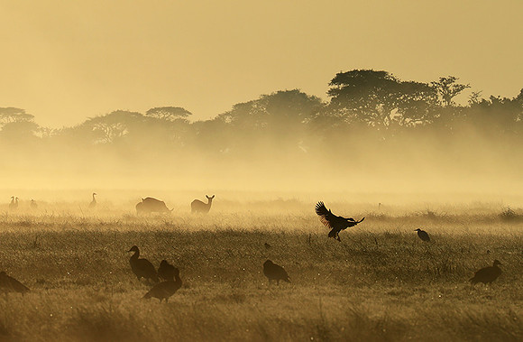 Morning mist - Kafue NP