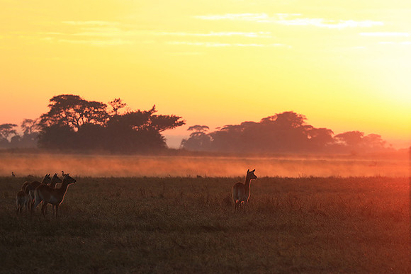 Morning mist in Kafue NP