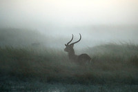 Morning mist in Kafue NP