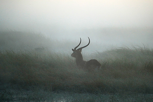 Morning mist in Kafue NP