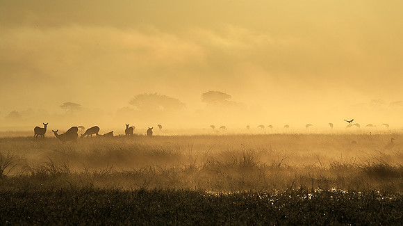 Morning mist - Kafue NP
