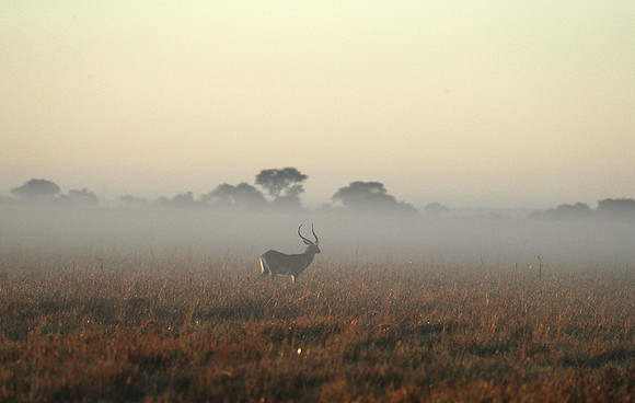 Morning mist in Kafue NP