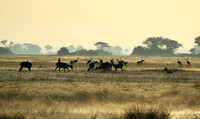 Morning mist in Kafue NP