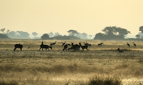 Morning mist in Kafue NP