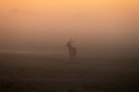 Morning mist in Kafue NP