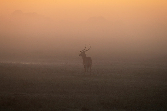 Morning mist in Kafue NP