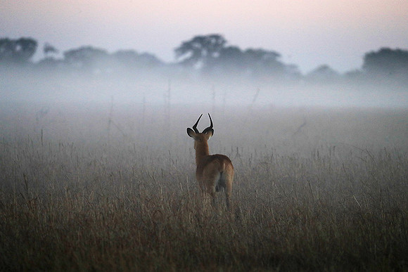 Morning mist in Kafue NP
