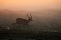 Morning mist in Kafue NP