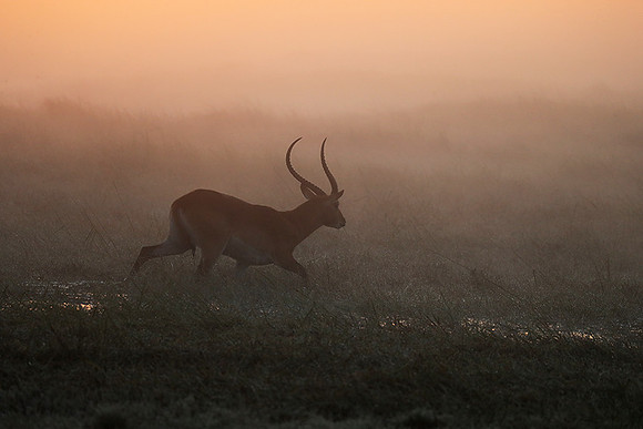 Morning mist in Kafue NP