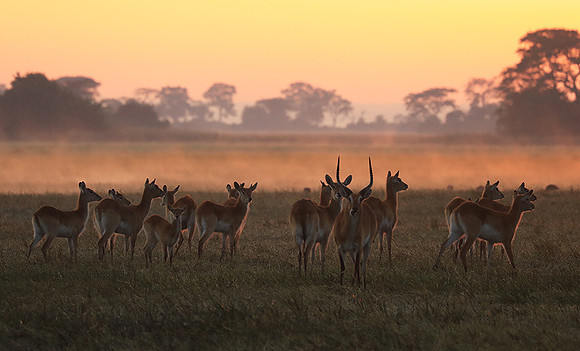 Morning mist in Kafue NP