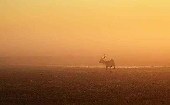 Morning mist in Kafue NP