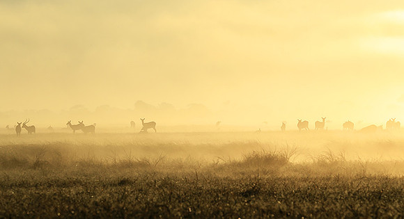 Morning mist - Kafue NP