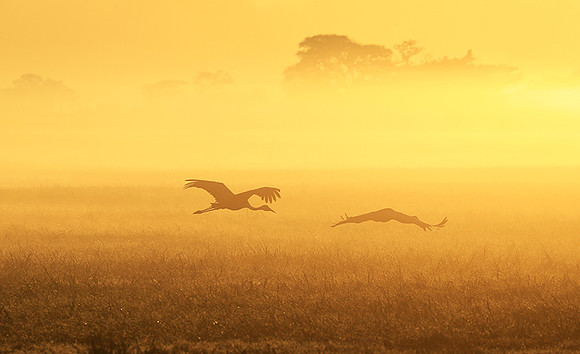 Morning mist in Kafue NP
