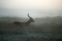Morning mist in Kafue NP