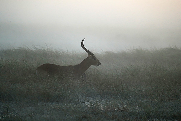 Morning mist in Kafue NP