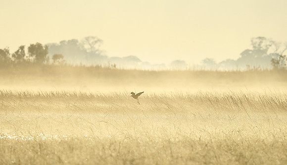 Morning mist in Kafue NP